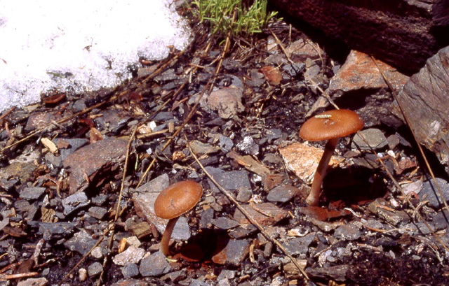 Crassisporium funariophilum